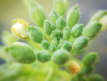 Close-up of berries growing on plant