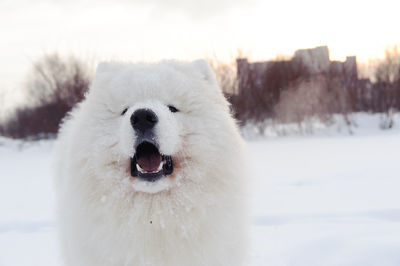 Close-up of a dog on snow