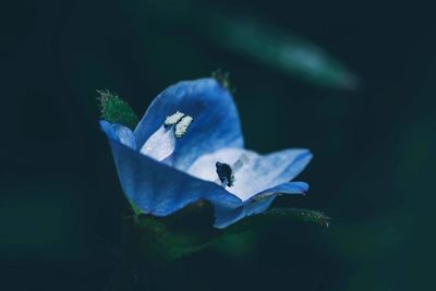 Close-up of blue flower