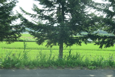 Trees on field against sky