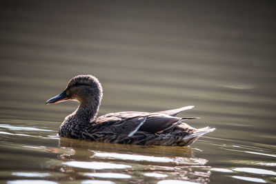 Close-up of female mallard duck swimming in lake