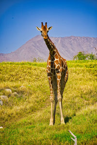 giraffe