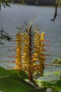 Close-up of fresh plant by lake