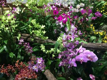 Close-up of pink flowering plants