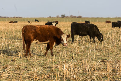 Cow standing on field