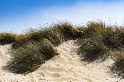 Grass on sand at beach against sky