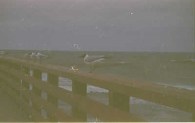 View of seagulls by sea against sky