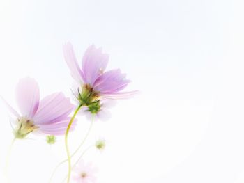 Close-up of purple flower