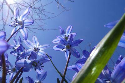 Low angle view of purple flowering plants against blue sky