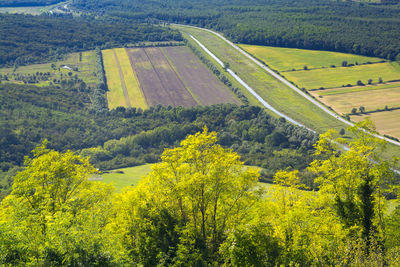 High angle view of trees growing in field