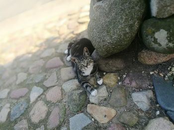 Low section of cat on stone wall