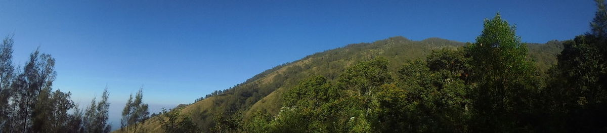 Low angle view of trees against clear blue sky