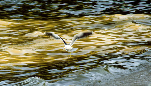 Bird flying over lake