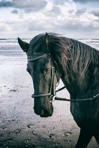 Close-up of horse standing on beach against sky