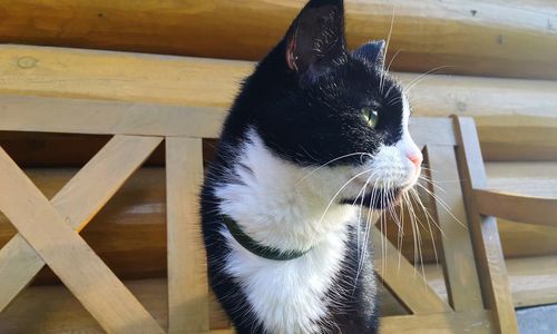 Close-up of cat on wood