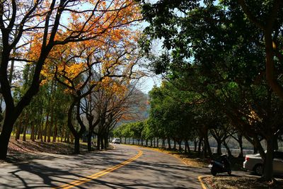 Road amidst trees