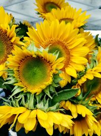 Close-up of yellow sunflower