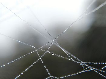 Full frame shot of spider web