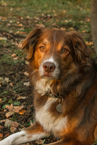 Portrait of dog