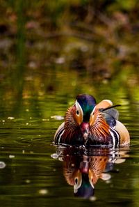 Close-up of duck swimming in lake