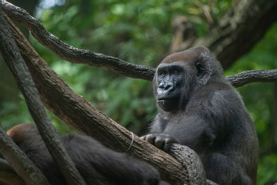 Portrait of gorilla sitting on tree