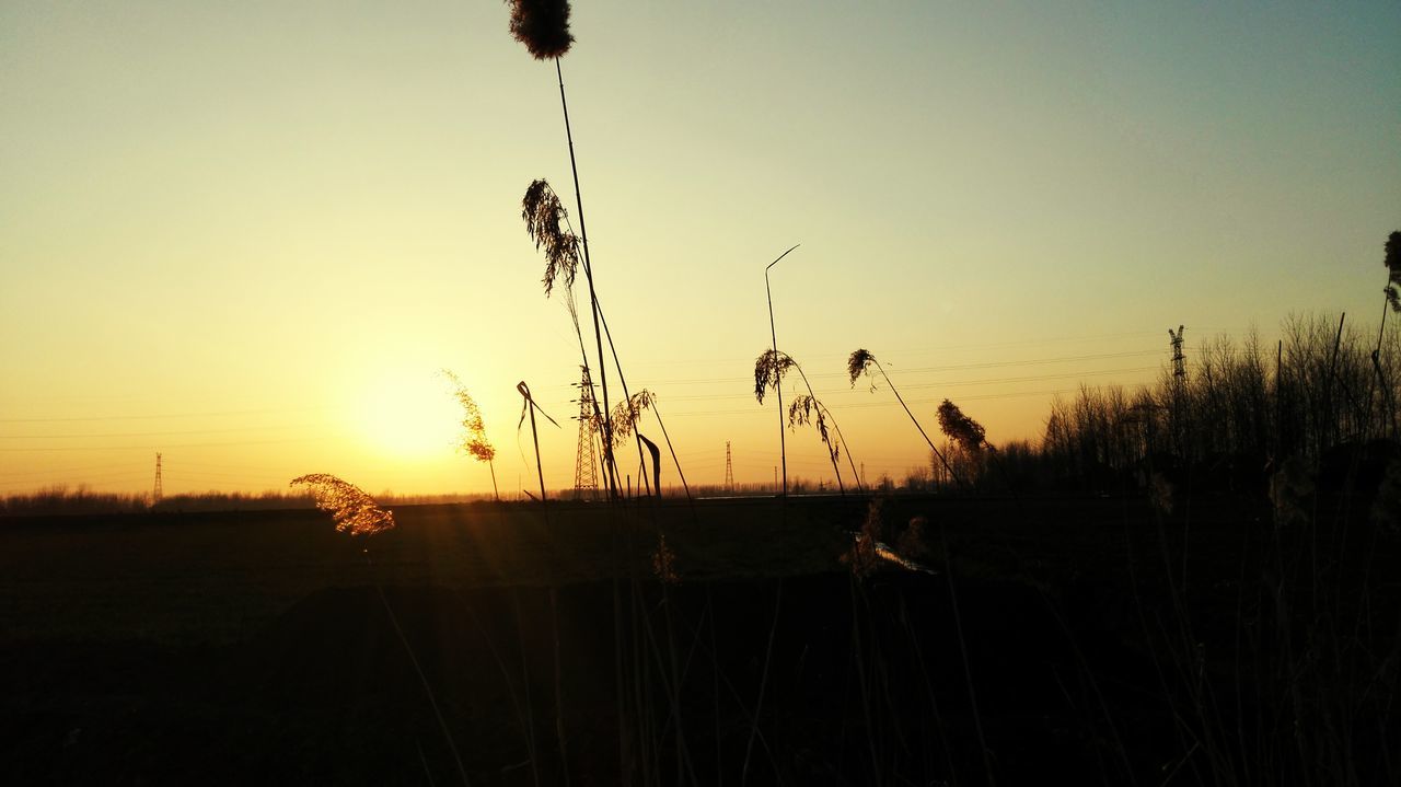 sunset, silhouette, sun, tranquility, orange color, tranquil scene, scenics, beauty in nature, nature, clear sky, sky, plant, idyllic, field, landscape, copy space, growth, outline, outdoors, sunlight