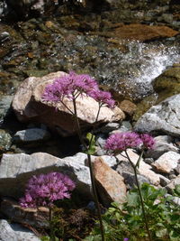 Close-up of purple flowers