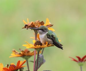 Close-up of bird perching on flower