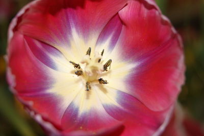 Macro shot of pink flower