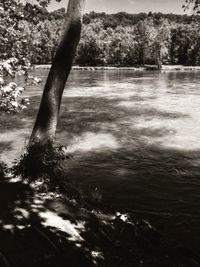 Scenic view of river in forest