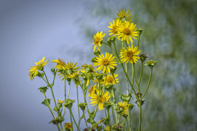 Close-up of yellow flowers