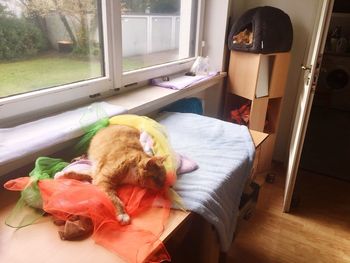 High angle view of dog relaxing on bed at home