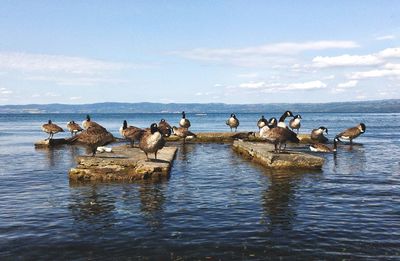 View of birds on beach against sky