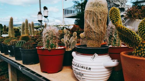 Close-up of potted plants for sale