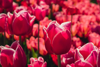 Close-up of red tulips