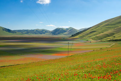 Castelluccio di norcia, flowering of lentils