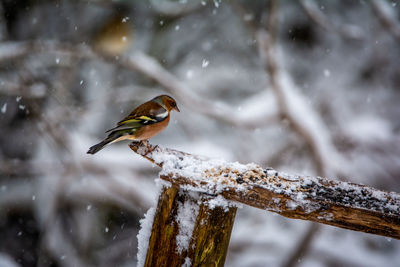 Make chaffinch on a log