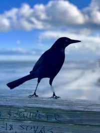 Bird perching on wood against sea
