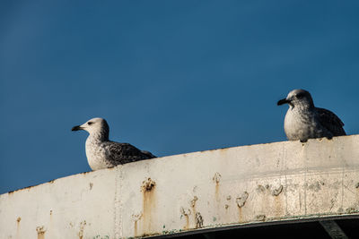 Low angle view of birds perching against clear sky