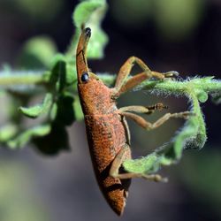 Close-up of insect on leaf