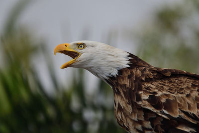 Close-up of a bald eagle against blurred background