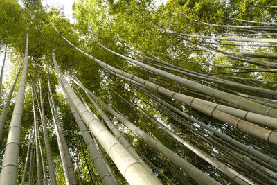 Low angle view of bamboo trees in forest