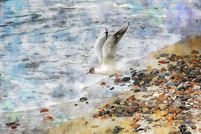 Seagulls flying over sea