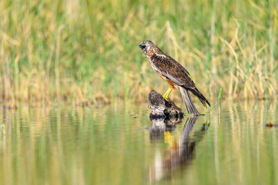 Bird perching on lake