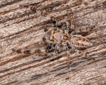 Close-up of spider on wood