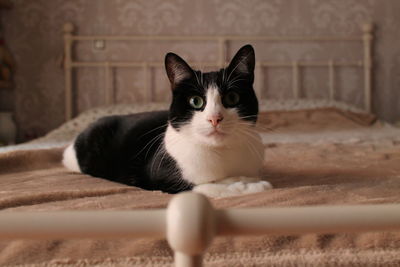 Portrait of cat on bed at home