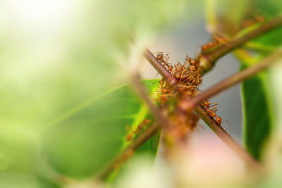 Close-up of insect on plant