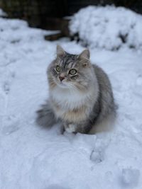 Close-up of cat on snow