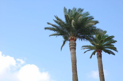 Low angle view of palm tree against clear blue sky