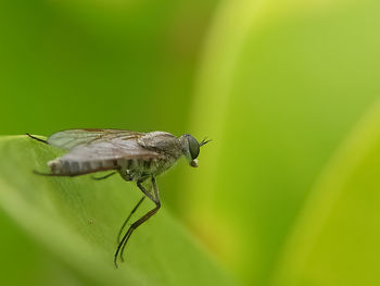 Close-up of fly on leaf